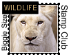Female Rare White Lion