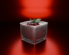 Scarlet Cherry