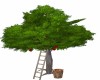 Apple Tree