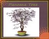 Panoma Tree