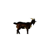 Animals-Goat 2
