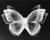 NECK TATTO NC BORBOLETA