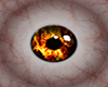 [VGP] Male Fire Eyes