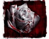 JJ~BLOODROSE DANCEFLOOR
