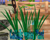 Cattail water Plant