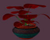 *O lge Lovely  Red plant
