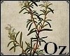 [Oz] - Pict Plant 3