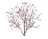 Gig-Magnolia Tree
