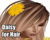 Daisy for Hair
