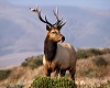 Deer Picture