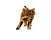 Avi animado gato leopard