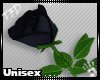 [TFD]Rose Black