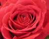rose love dress
