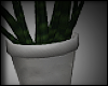 plain  potted plant