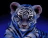blue baby tiger