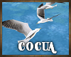 Cocua Island Seagulls
