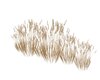 Dune Grass