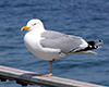 Seagull DR