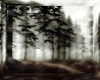 Misty Forest Bg