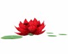 Satin Red Rose Lotus