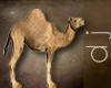 [DJ] Arabian Camel