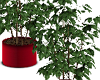 Ficus Red Pot