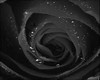sofa rose noir