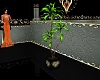 (S)Heart pot plant