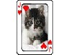 Kitty Jack card