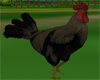 Ol' Farm Rooster