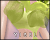 Y. Spring Helleborus D