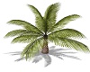  Tropical Plant
