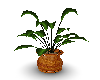 plant oak pot