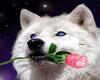 wolf love