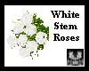 ~C~White Stem Roses