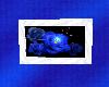 1(MW) Blue Rose Pic 003