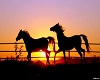 Cowboy's Sunset's