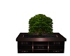 MP~POTTED BOX PLANT 6