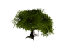Lake SwingTree