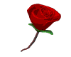 heart-rose