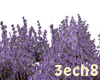 Lavender Flowers Field