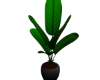 plants14