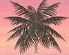 D! Palm tree