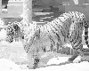 snow tiger