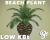 *BO PLANT BEACH PALM