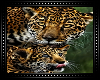 🐆 Jaguar Mom&Cub C/o