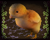 🐤 Chick