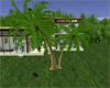 anim coconut palm trees