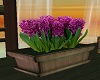 Pot Hyacinth