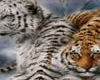 Tiger animated Banner